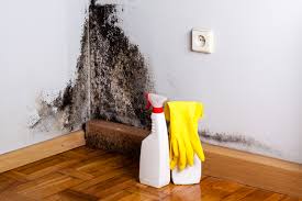 Why You Should Choose Our Mold Remediation Services in Hinton, WV